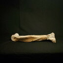 【送料無料】【タルボサウルス/化石】 博物館級 タルボサウルス 中足骨 化石 本物 520mm モンゴル産 プレゼント ギフ…