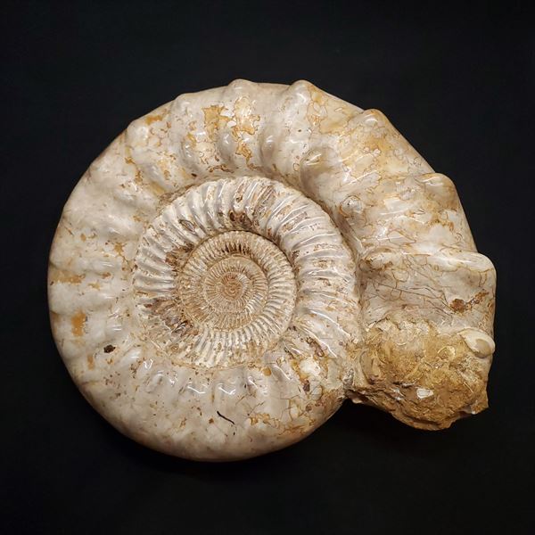 ■アンモナイトの化石〈Kranosphinctes〉 【化石の大きさ】350×300×160mm 【化石の重さ】17.8kg 【化石産地】マダガスカル 【時代】ジュラ紀末頃 ■アンモナイト こちらの商品は、ジュラ紀末頃に大繁栄したペリスフィンクテスの大型属のアンモナイト。 大型のアンモナイトの中でも、保存状態がとても良い標本。 シルル紀後期から白亜紀末まで海に生息していた生物。イカやタコと同じ頭足類に分類される。白亜紀末に絶滅するまで世界中の海に繁栄した。化石として残っているのは殻の部分のみ。 こちらの商品は、自身で買い付けに行き、1つ1つ選別した商品です。 この世界に一つしかない自然界からの送りものをコレクションやお子様へのプレゼントとしてお届けできれば幸いです。 ※商品は天然物の為、画像には映らない多少の小傷や欠け等がある可能性、また撮影機材やお客様の端末、環境の違いによって、現物との色合いが違う場合がございます。 ※鑑定書等はございません。 ※ケース等は付属しておりません。 化石 標本