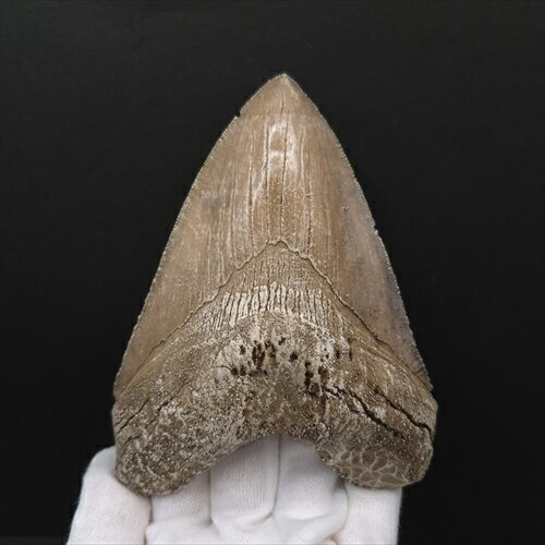 【送料無料】【メガロドン /恐竜/化石】 美品 メガロドン 歯 化石 レプリカ 122.87mm プレゼント ギフト mgr36