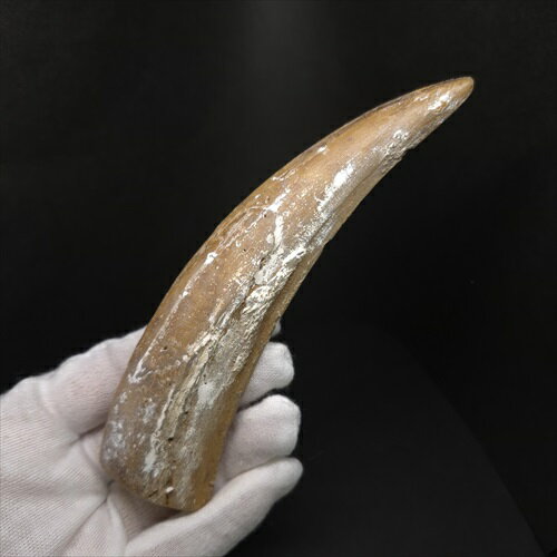 【送料無料】【スミロドン /サーベルタイガー/化石】 美品 スミロドン 歯 化石 レプリカ 136.50mm プレゼント ギフト smr7