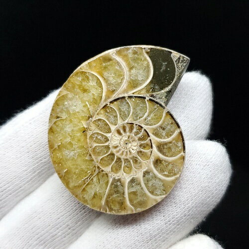 【送料無料】【アンモナイト/化石】 美品 アンモナイト スライス 化石 本物 マダガスカル産 37.22mm 1枚 プレゼント ギフト ans128