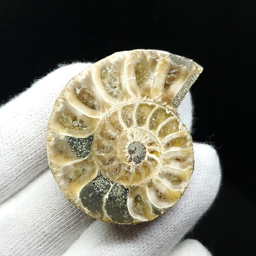 【送料無料】【アンモナイト/化石】 美品 アンモナイト スライス 化石 本物 マダガスカル産 36.76mm 1枚 プレゼント ギフト ans131