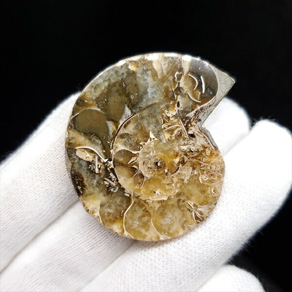 【送料無料】【アンモナイト/化石】 美品 アンモナイト スライス 化石 本物 マダガスカル産 35.49mm 1枚 プレゼント ギフト ans146