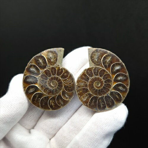 ̵ۡڥʥ/С  ʥ 饤 ڥ  ʪ ޥ뻺 40.84mm ץ쥼 ե ans166