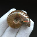 【送料無料】【虹色/アンモナイト/化石】 美品 アンモナイト 化石 本物 マダガスカル産 33.70mm プレゼント ギフト an641