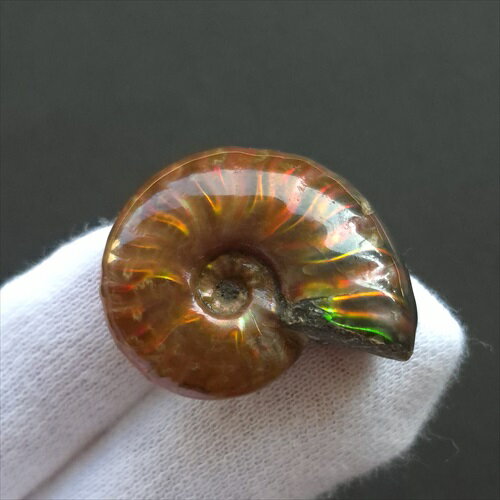 【送料無料】【虹色/アンモナイト/化石】 美品 アンモナイト 化石 本物 マダガスカル産 28.95mm プレゼント ギフト an668