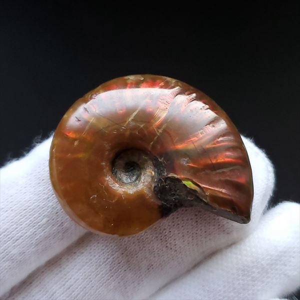 【送料無料】【虹色/アンモナイト/化石】 美品 アンモナイト 化石 本物 マダガスカル産 35.04mm プレゼント ギフト an361