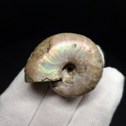 【送料無料】【アンモナイト/レインボー/化石】遊色 アンモナイト レインボー 化石 本物 マダガスカル産 34.67mm プレゼント ギフト anc22