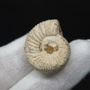 【送料無料】【アンモナイト/ペリスフィンクテス/化石】美品 アンモナイト ペリスフィンクテス 化石 本物 マダガスカル産 22.81mm プレゼント ギフト a...