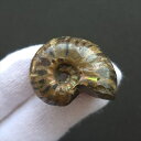【送料無料】【虹色/アンモナイト/化石】 美品 アンモナイト 化石 本物 マダガスカル産 29.57mm プレゼント ギフト an660