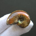 【送料無料】【虹色/アンモナイト/化石】 美品 アンモナイト 化石 本物 マダガスカル産 30.22mm プレゼント ギフト an661