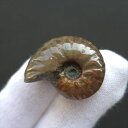 【送料無料】【虹色/アンモナイト/化石】 美品 アンモナイト 化石 本物 マダガスカル産 28.20mm プレゼント ギフト an662