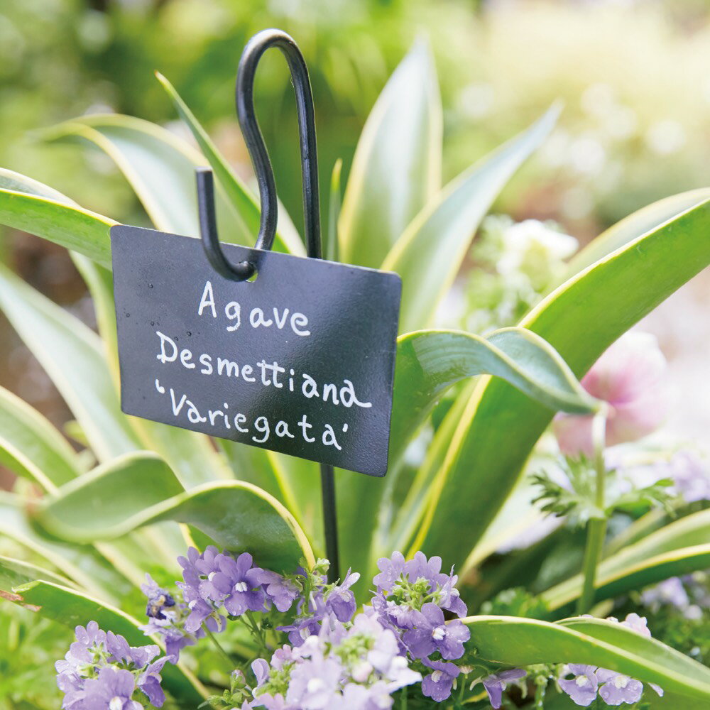 プランツネームプレート 8本組 ガーデニンググッズ G85605 \レビューキャンペーン開催中/