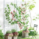 【最大8000円OFFクーポン 11月27日1:59迄】 プランター台付きローズトレリス グレー1枚 G86608