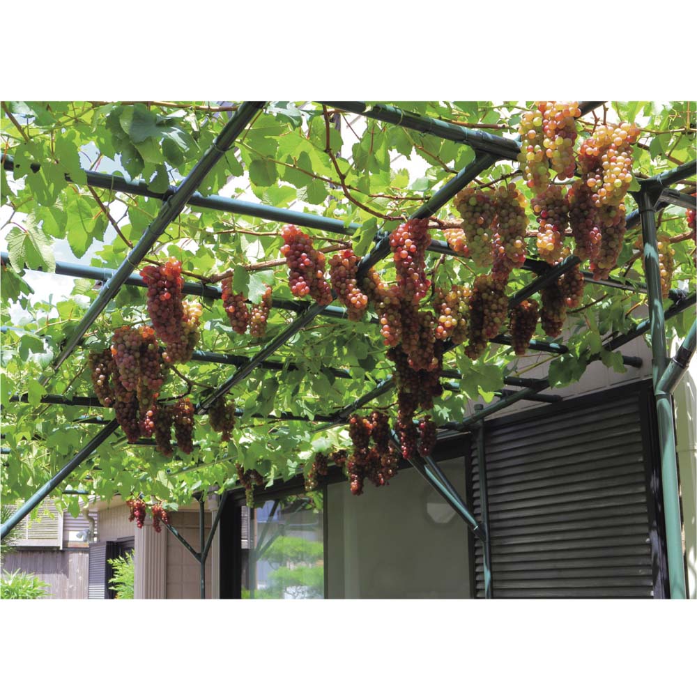 ��Ω�������ס��������ê �� G01815 ��LINEͧ������Ͽ�ǥ����ݥ�