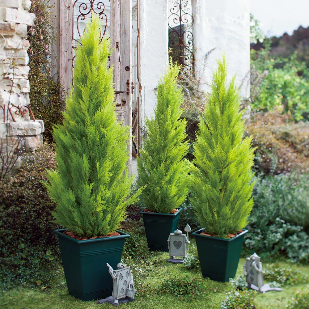 Rakuten - 人工観葉植物ゴールドクレスト 高さ150cm フェイク インテリアグリーン 人工観葉植物 造花 G03103 ＼LINE友だち登録でクーポン／