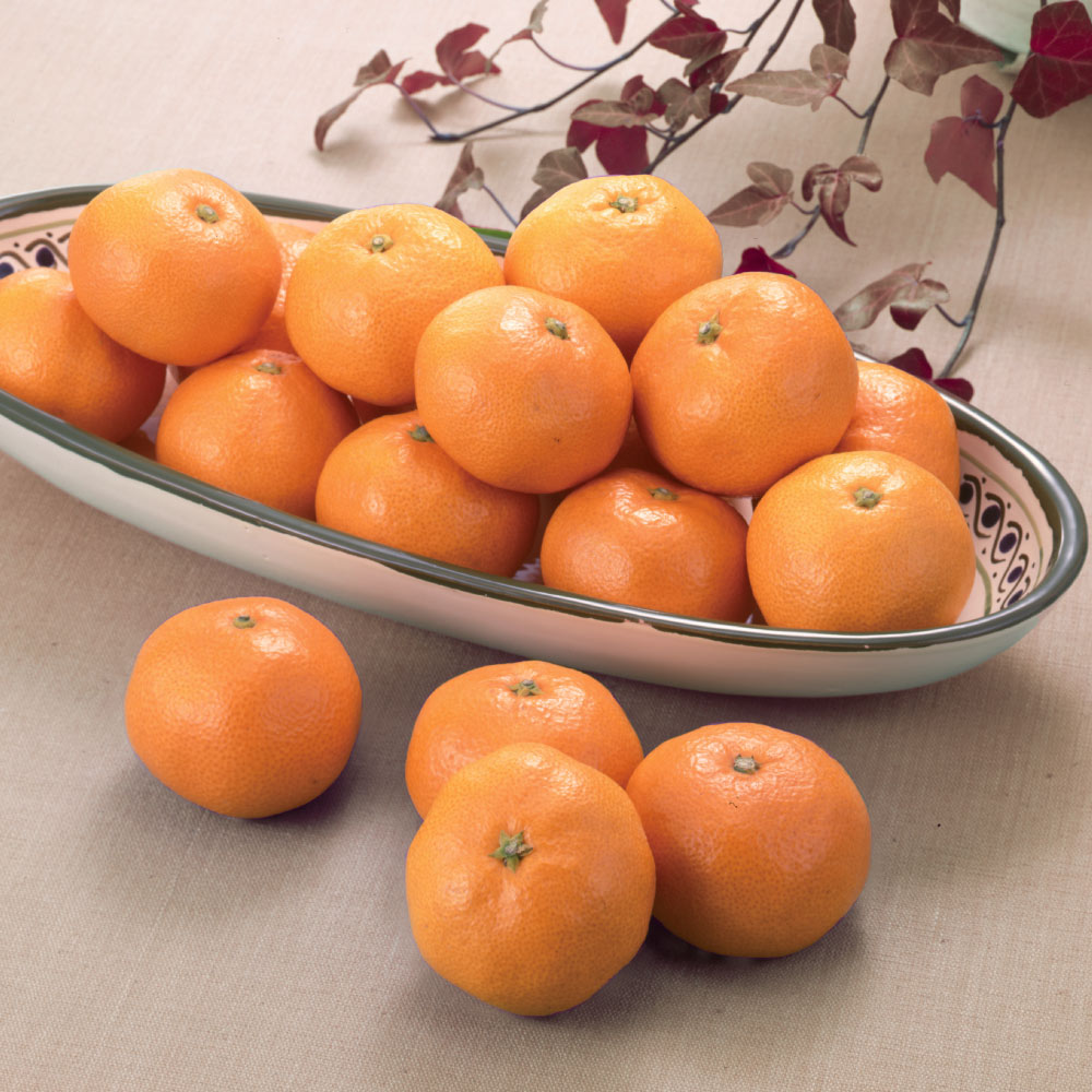 静岡産 「天下糖一（てんかとういつ）」 3kg フルーツ 野菜 果物 FK1501