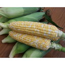 【全品P5倍 6/26 26h限定】 フルーツ 野菜 果物 山形産 高橋さんの「しあわせコーン」 3kg(8-10本) 【7月上旬-下旬頃お届け】 NH0677