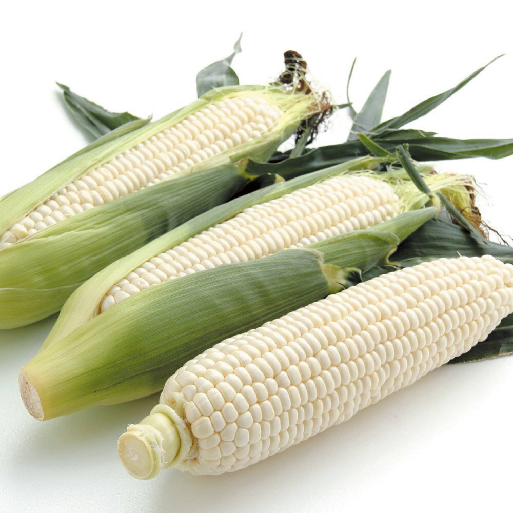 野菜 果物 北海道産 白いとうもろこし(「ホワイトショコラ」) 8本【8月中旬-9月中旬頃お届け】 FK8623