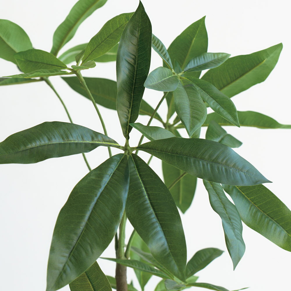 ����ƥꥢ���꡼�� �ĥ����� �ѥ��� �⤵95cm �ե����� ����ƥꥢ���꡼�� �͹����տ�ʪ ¤�� 601702 ��LINEͧ������Ͽ�ǥ����ݥ�