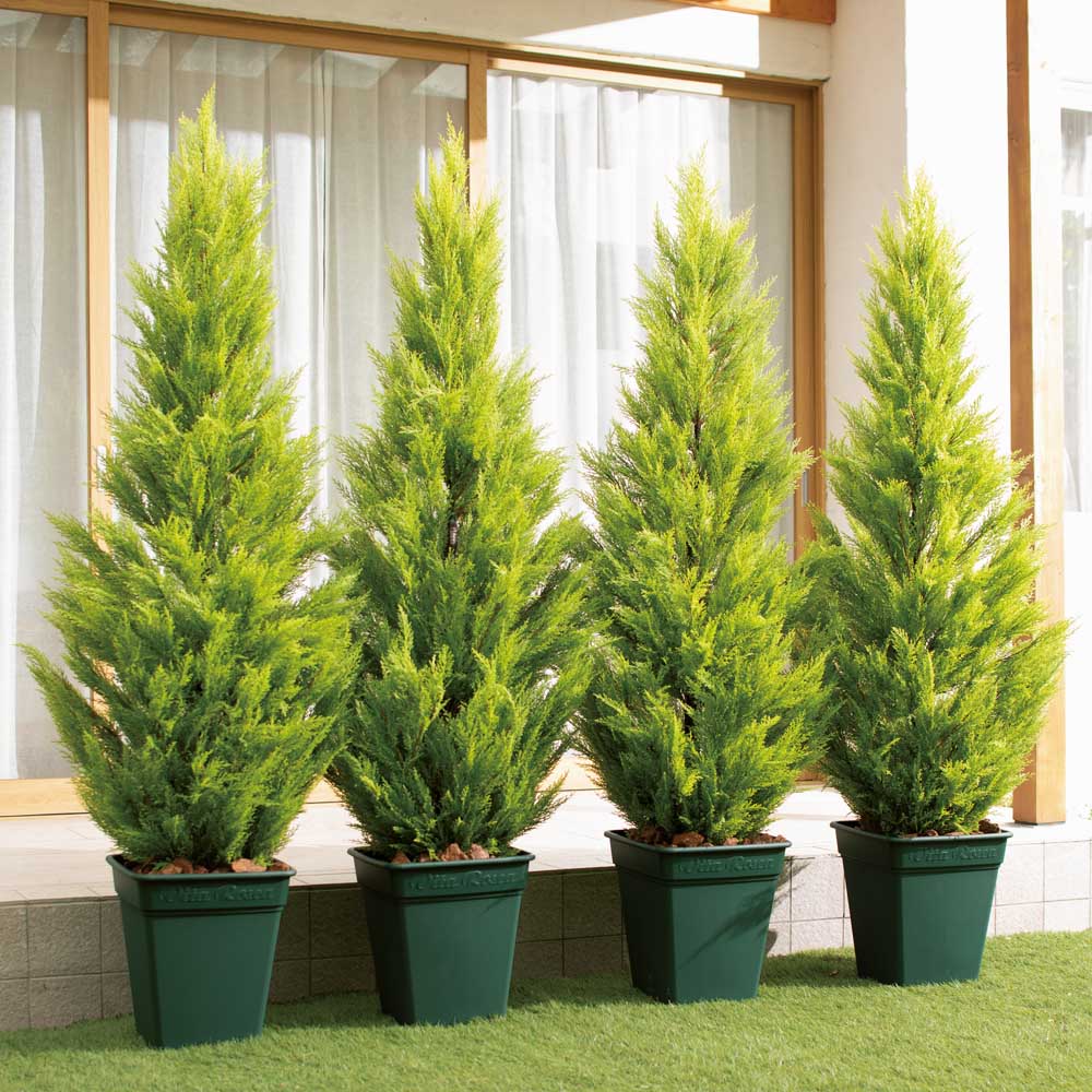 人工観葉植物ゴールドクレスト 180cm お得な2本組 フェイク イン...