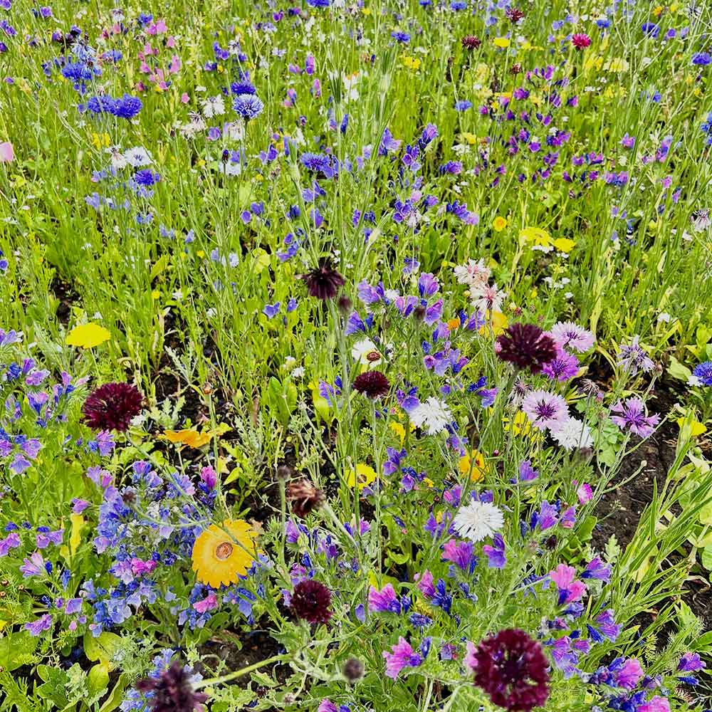 ��ë�˻Ҥ���ƽ� 21����Υ��ͤ�֥��� ��ɥ������ǥ� �����ɥѥå� 2���� �����ǥ˥󥰥��å� G95301 ��LINEͧ������Ͽ�ǥ����ݥ�