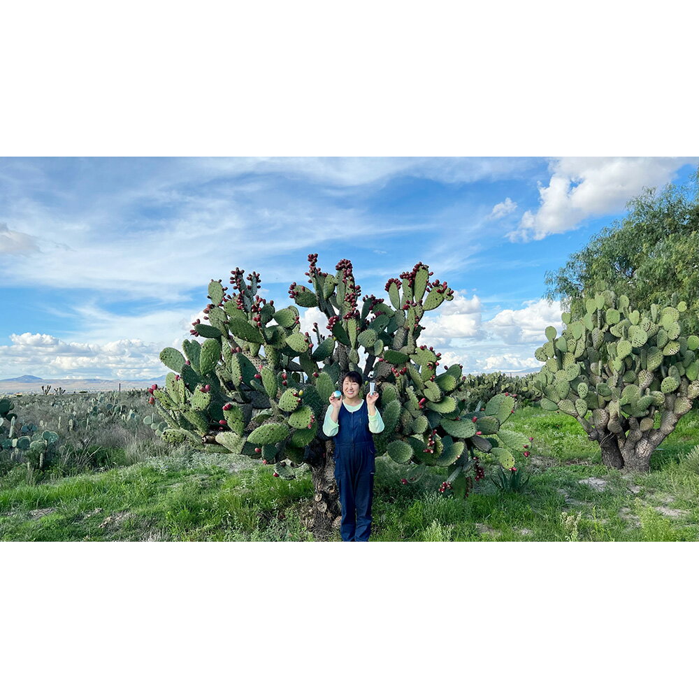 nopa/�Υ� ����󥸥󥰥ե����� ����󥸥� �ᥤ����Ȥ� �����󥱥� ���ò����� M79704 ��LINEͧ������Ͽ�ǥ����ݥ�