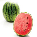 【クーポン10%OFF 6/4 20時~4h限定】 フルーツ 野菜 果物 山形・尾花沢産 小玉すいか 秀品 1玉(2kg)【7月中旬-8月上旬頃お届け】 FK8607