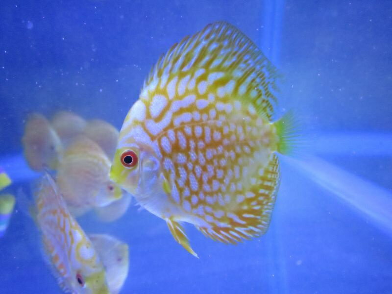 送料無料 熱帯魚 ディスカス 生体 お買い得 セット イエロー パール ラフレシア ディスカス 7cm 2匹セット 5063番 水槽番号 125 Outposttrade Com