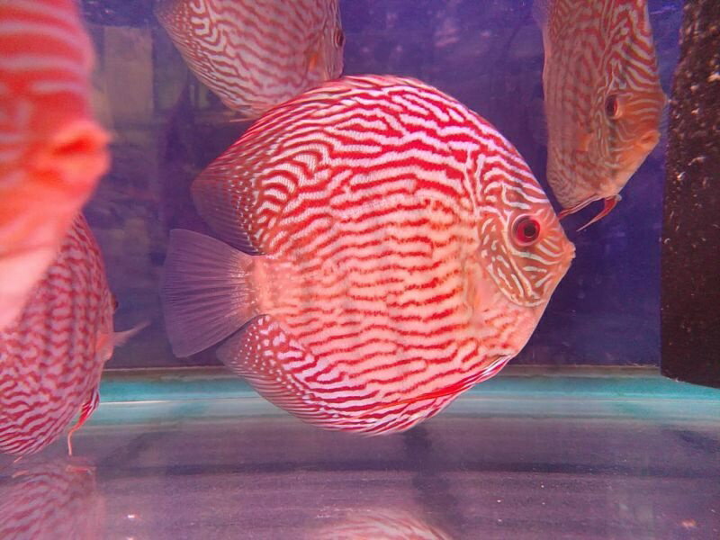 レッド 熱帯魚 15 18cm 869番 水槽番号 051 ペット ペットグッズ ディスカス ジャーマン 生体 熱帯魚 ディスカス 観賞魚 ターコイズ ディスカス 生体 15 18cm 869番 水槽番号 051 ディスクアンドディスク店 熱帯魚 シュミットホッケ 観賞魚 ディスカス