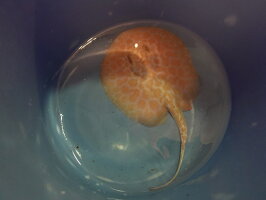 熱帯魚 淡水 観賞魚 エイ 生体 アルビノ 個体 クロコダイル 淡水 Sp 個体 Cm E026番 水槽番号 015 ディスクアンドディスク店 観賞魚 淡水エイ 熱帯魚 淡水エイ 生体 熱帯魚 淡水 観賞魚 エイ 生体 アルビノ 個体 クロコダイル 淡水 Sp 個体 Cm E026番 水槽番号 015 ディスクアンドディスク店 観賞魚 淡水エイ 熱帯魚 淡水エイ 生体