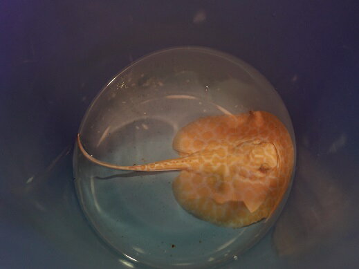 熱帯魚 淡水 観賞魚 エイ 生体 アルビノ 個体 クロコダイル 淡水 Sp 個体 Cm E026番 水槽番号 015 ディスクアンドディスク店 観賞魚 淡水エイ 熱帯魚 淡水エイ 生体