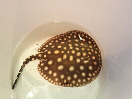 観賞魚 淡水エイ 熱帯魚 アクアリウム 生体 個体 淡水エイ 熱帯魚 エイ 熱帯魚 淡水 生体 ブラックダイヤ ギャラクシー 個体 17cm E021番 水槽番号 048 ディスクアンドディスク店 観賞魚 淡水エイ 熱帯魚 アクアリウム 生体 個体 淡水エイ 熱帯魚 エイ 熱帯魚 淡水 生体 ブラックダイヤ ギャラクシー 個体 17cm E021番 水槽番号 048 ディスクアンドディスク店