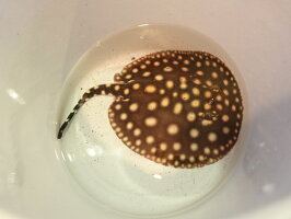 観賞魚 淡水エイ 熱帯魚 アクアリウム 生体 個体 淡水エイ 熱帯魚 エイ 熱帯魚 淡水 生体 ブラックダイヤ ギャラクシー 個体 17cm E021番 水槽番号 048 ディスクアンドディスク店 観賞魚 淡水エイ 熱帯魚 アクアリウム 生体 個体 淡水エイ 熱帯魚 エイ 熱帯魚 淡水 生体 ブラックダイヤ ギャラクシー 個体 17cm E021番 水槽番号 048 ディスクアンドディスク店