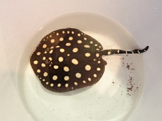 熱帯魚 淡水 エイ 生体 ポルカドット 個体 15cm E015番 水槽番号 037 ディスクアンドディスク店 熱帯魚 淡水 エイ 生体 ポルカドット 個体 15cm E015番 水槽番号 037 ディスクアンドディスク店