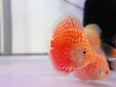 【お買い得!セット】スターダストレッド・ディスカス 6cm(2匹セット)(839-06-02番/水槽番号:A2)(4)