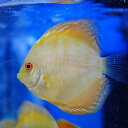 【お買い得!セット】イエローパピオン・ディスカス 6cm(3匹セット)(630番/水槽番号:Z4)