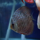 【全品ポイント10倍】【お買い得2匹セット】熱帯魚 ディスカス 生体【レッドスポットスネーク】 6cm(768-06-02番/水槽番号:121)