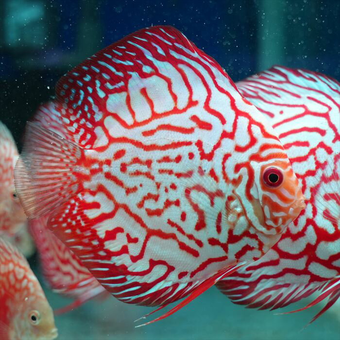 ラフレシアレッド・ディスカス8cm