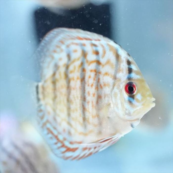 ワットレイ ブリリアントクロス ・ディスカス 10cm(5201-10-01番/水槽番号:124)