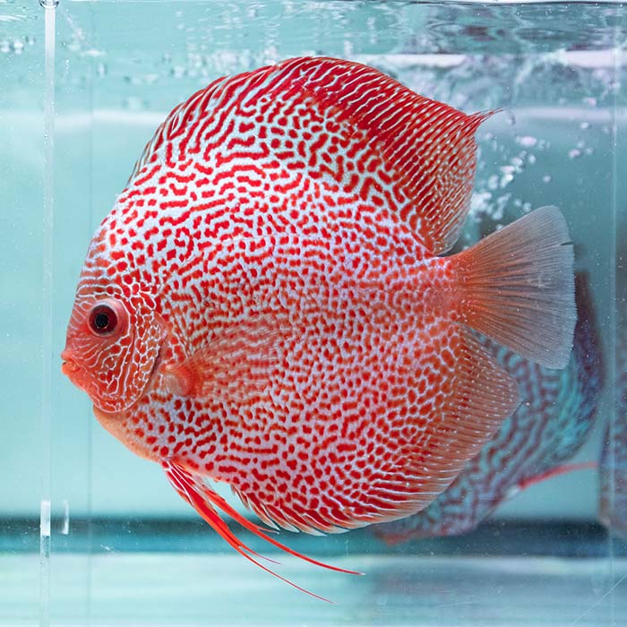楽天市場】ディスカス 生体 15cmの通販 