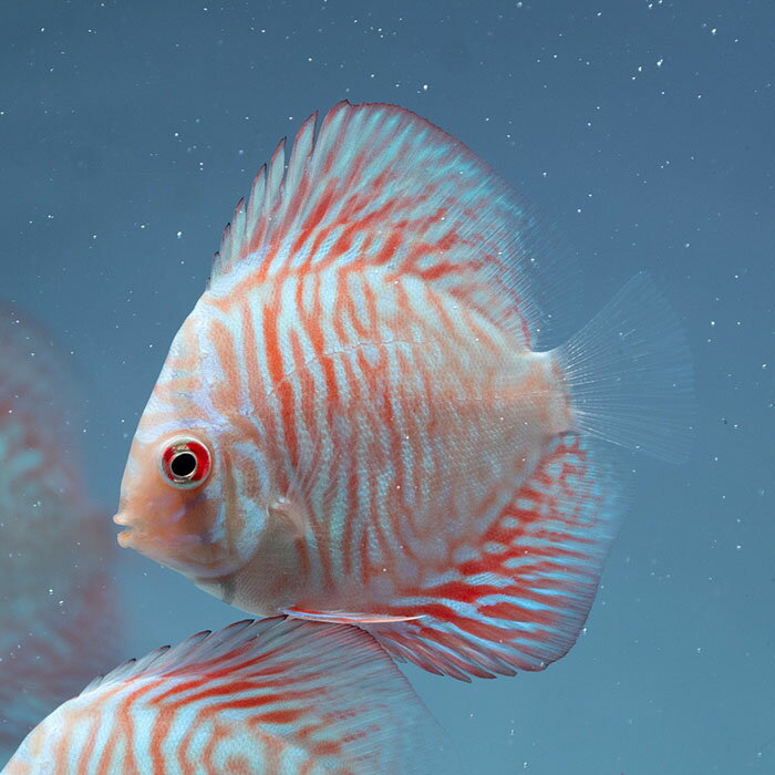 【現地セレクト】ホワイトタイガー・ディスカス 6cm(5130-06-01番/水槽番号:096)