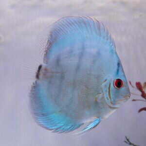 【現地セレクト個体】ワットレイセルーリア・ディスカス 11cm±(5261−11−01番/水槽番号:124)