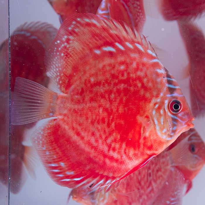 ディスカス ペア 熱帯魚