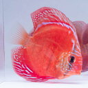 (熱帯魚 ディスカス 生体)クリペア