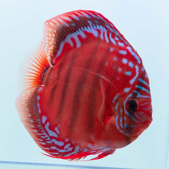 ディスカスのペア