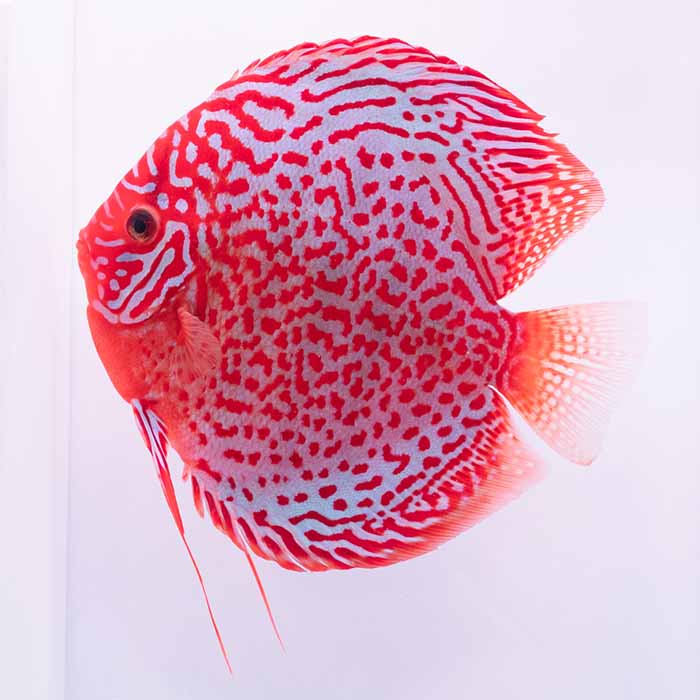 レオパード・ディスカス　15cm± (5275-15-02番/水槽番号:54)