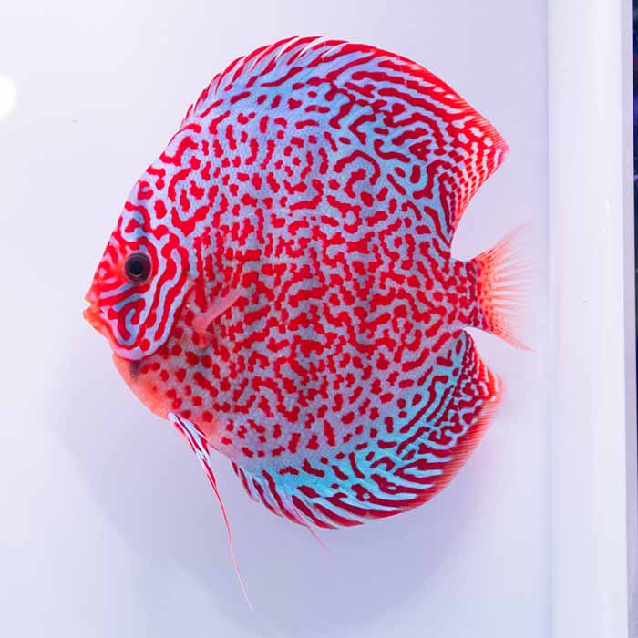 レオパード・ディスカス　15cm± (5275-15-04番/水槽番号:54)