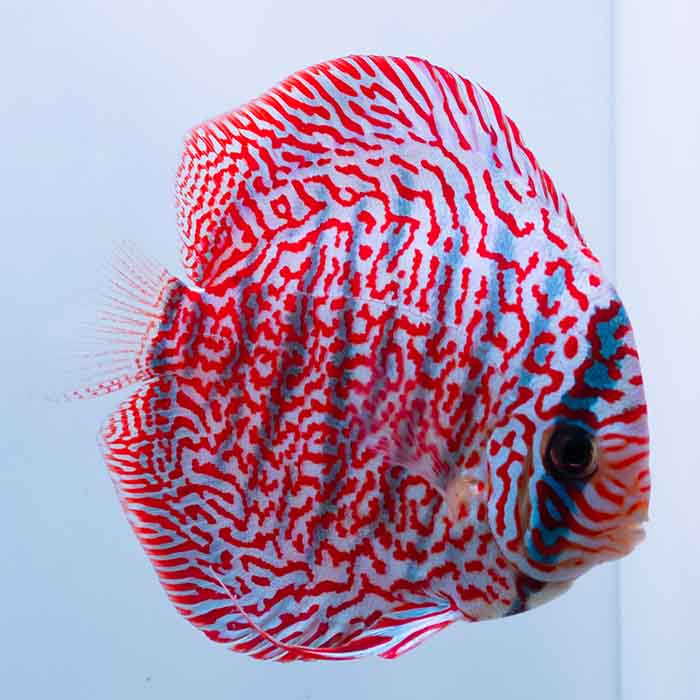 パンサー・ディスカス　15cm± (5276-15-08番/水槽番号:44)