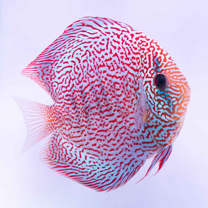 【現地セレクト 】スーパーモザイク・ディスカス 15cm(5288-15-04番/水槽番号:24)